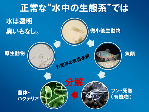 微生物による浄化の仕組み